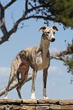 WHIPPET 045